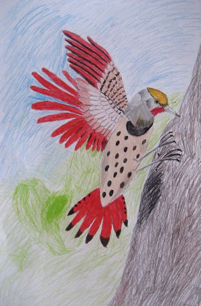 Art Studio PALETTE. Aleksandra Malisheva Picture.  Coloured Pencil Animals Birds 